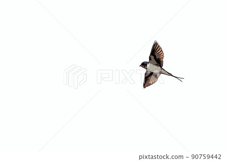 Swallows flying freely in the sky (illustration style) Swallows flying freely in the sky (illustration style) 90759442