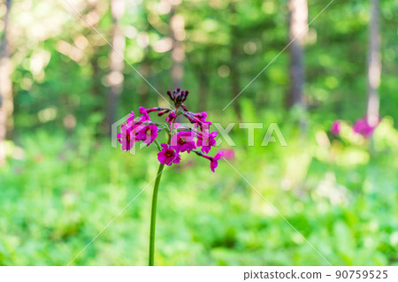 透過山巒在陽光下綻放的月見草 透過山巒在陽光下綻放的月見草 90759525