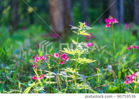 Japanese primrose blooming in the sunlight through the mountains 90759536