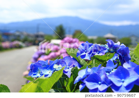 田園風光和繡球花六月開成鎮 90759607