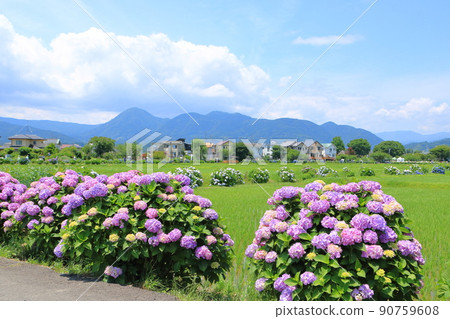 田園風光和繡球花六月開成鎮 90759608
