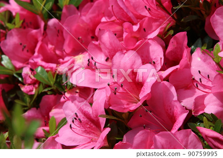 Snow crab in full bloom Snow crab in full bloom 90759995