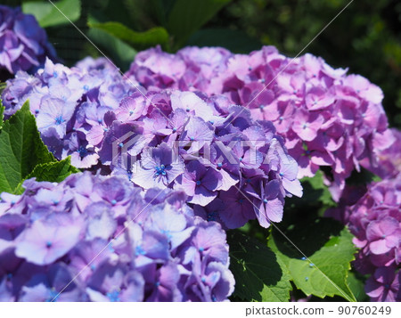 Purple hydrangea in full bloom 90760249