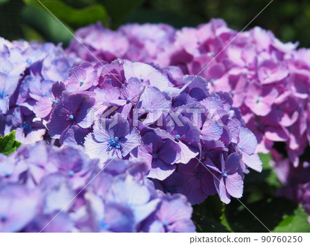 Purple hydrangea in full bloom 90760250