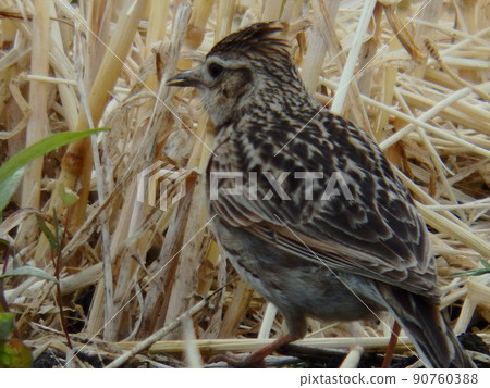 在仙台平原砍伐後在麥田覓食的雲雀 90760388