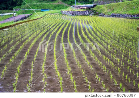 Curvaceous beauty of seedlings 90760397