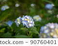 Hydrangea in full bloom 90760401