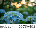 Sunset sky and hydrangea 90760402