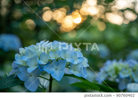 Sunset sky and hydrangea 90760402