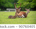 Family deer family 90760405