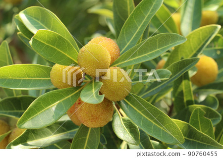 陽光下許多未成熟的橙色楊梅與細長的葉子 90760455