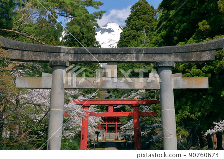 青森縣弘前市百澤寺澤、岩木山神社、第二鳥居門、參拜道、一排櫻花樹、富士山。 90760673