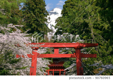 Hyakuzawa Terazawa, Hirosaki City, Aomori Prefecture North Gate Guardian Iwakiyama Shrine San-no Torii, the approach to the shrine, a row of cherry blossom trees, and the tower gate in the back 90760965