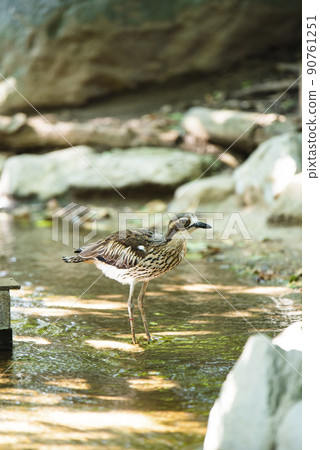 澳大利亞埼玉縣越谷市坎貝爾鎮野鳥林 澳大利亞埼玉縣越谷市坎貝爾鎮野鳥林 90761251