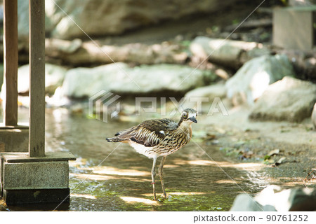 澳大利亞埼玉縣越谷市坎貝爾鎮野鳥林 90761252