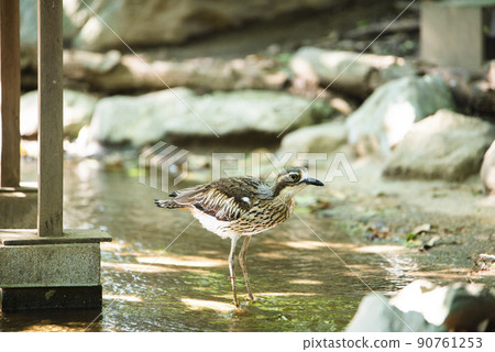 澳大利亞埼玉縣越谷市坎貝爾鎮野鳥林 90761253