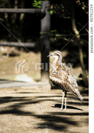 澳大利亞埼玉縣越谷市坎貝爾鎮野鳥林 澳大利亞埼玉縣越谷市坎貝爾鎮野鳥林 90761254