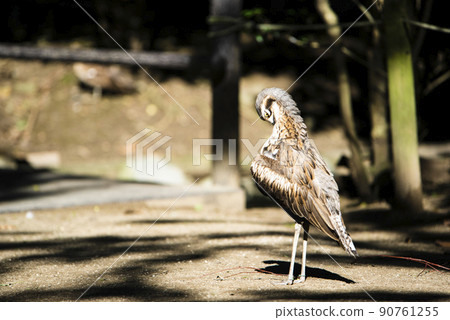 澳大利亞埼玉縣越谷市坎貝爾鎮野鳥林 澳大利亞埼玉縣越谷市坎貝爾鎮野鳥林 90761255