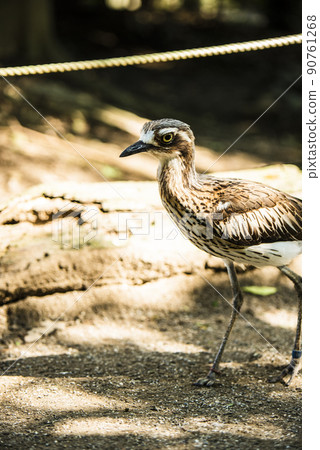 澳大利亞埼玉縣越谷市坎貝爾鎮野鳥林 澳大利亞埼玉縣越谷市坎貝爾鎮野鳥林 90761268