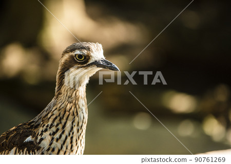澳大利亞埼玉縣越谷市坎貝爾鎮野鳥林 澳大利亞埼玉縣越谷市坎貝爾鎮野鳥林 90761269