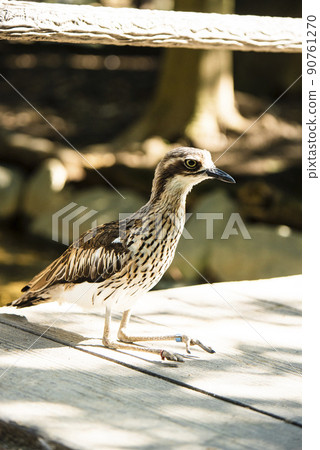 澳大利亞埼玉縣越谷市坎貝爾鎮野鳥林 澳大利亞埼玉縣越谷市坎貝爾鎮野鳥林 90761270