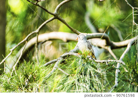 Campbell Town Forest of Wild Birds, Koshigaya City, Saitama Prefecture Zebra finch resting its wings 90761598