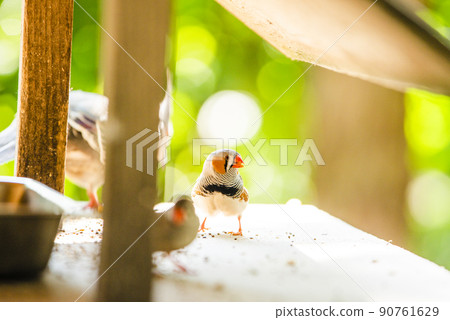 Campbell Town Forest of Wild Birds, Koshigaya City, Saitama Prefecture Zebra Finch 90761629