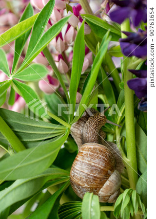 snail resting among green leaves of flower 90761654