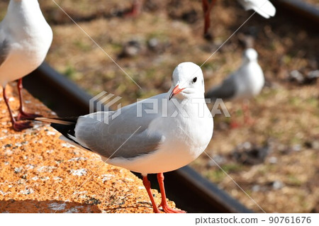 Uricamome Uricamome 90761676