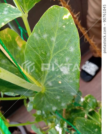 白粉病在零食豌豆中的傳播並沒有停止 白粉病在零食豌豆中的傳播並沒有停止 90761845