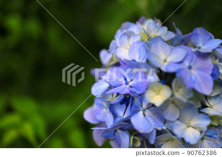 Hydrangea flowering in the park Hydrangea flowering in the park 90762386