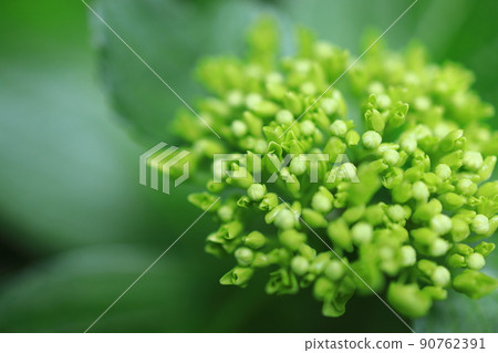 Hydrangea flowering in the park Hydrangea flowering in the park 90762391