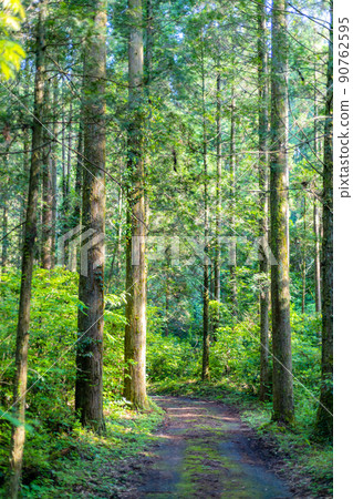 動畫中似乎出現的路徑和杉林林道 動畫中似乎出現的路徑和杉林林道 90762595