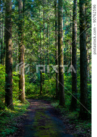 動畫中似乎出現的路徑和杉林林道 動畫中似乎出現的路徑和杉林林道 90762596