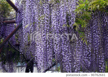  Wisteria flowers 90762681