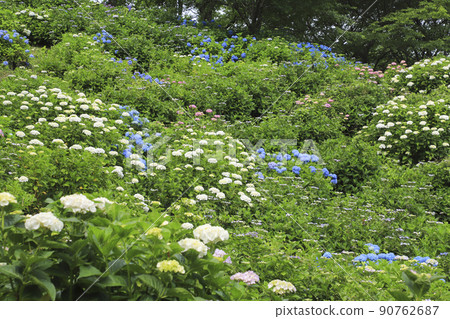 宇都舟公園山梨縣的繡球花 90762687