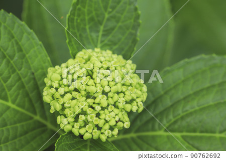 宇都舟公園山梨縣的繡球花 90762692