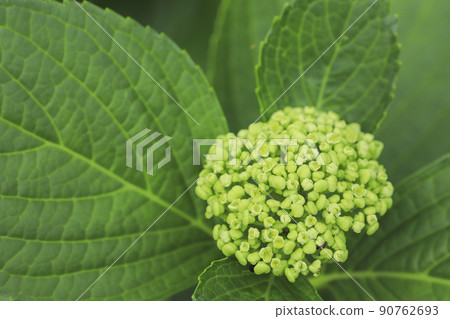 宇都舟公園山梨縣的繡球花 90762693