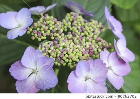 宇都舟公園的繡球花 澤清澄 山梨繡球花 90762702