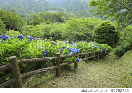 宇都舟公園山梨縣的繡球花 90762703