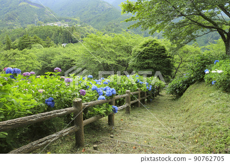 Hydrangea in Utsubuna Park Yamanashi Hydrangea in Utsubuna Park Yamanashi 90762705