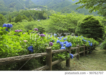 Hydrangea in Utsubuna Park Yamanashi 90762707