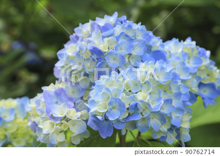 宇都舟公園山梨縣的繡球花 90762714