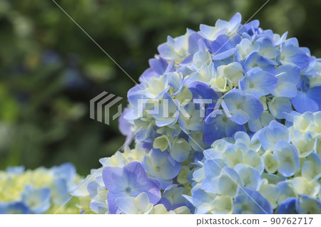 宇都舟公園山梨縣的繡球花 90762717