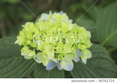 Hydrangea in Utsubuna Park Yamanashi 90762724