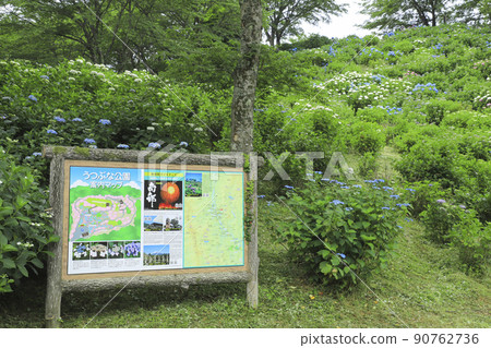 宇都舟公園山梨縣的繡球花 90762736
