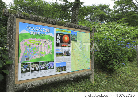 Hydrangea in Utsubuna Park Yamanashi 90762739