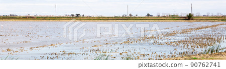 flamingo birds during migration at the mouth of the river 90762741