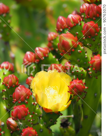 Close-up of yellow flowers of prickly pear 90763070