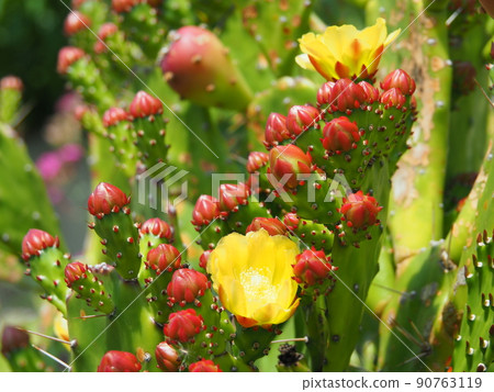Close-up of yellow flowers of prickly pear Close-up of yellow flowers of prickly pear 90763119